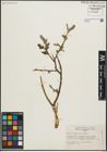 Foto von Salix planifolia Pursh